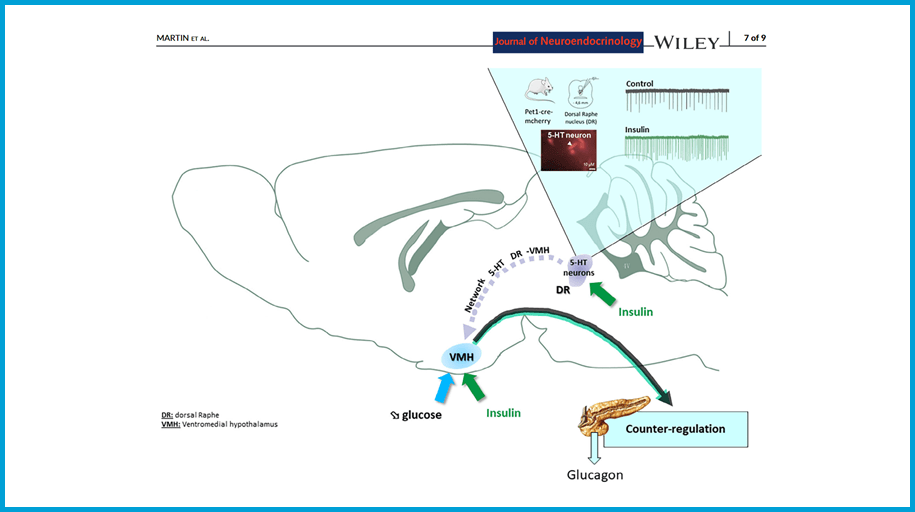 Serotonergic neurons are involved in the counter-regulatoryresponse to hypoglycemia